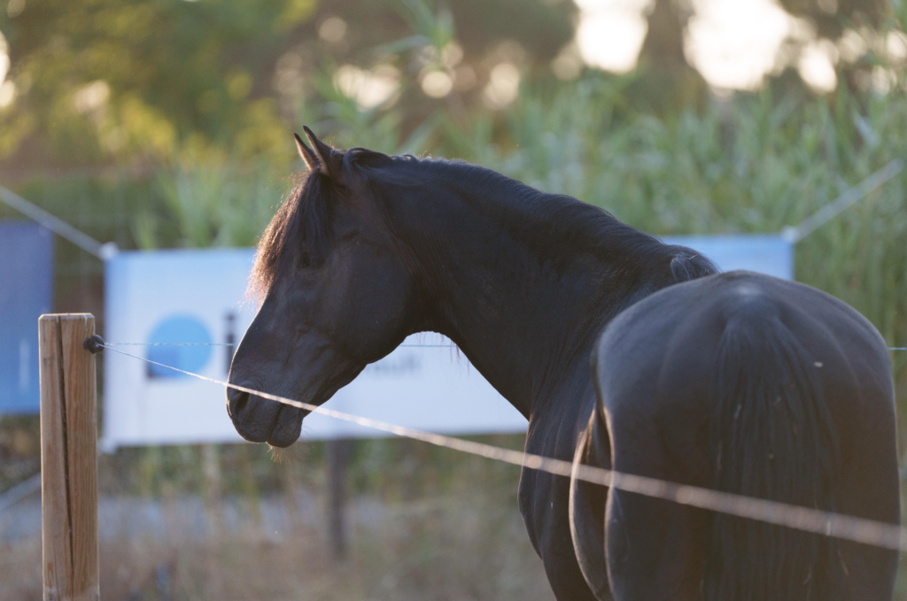 cheval les folies gruss Beziers