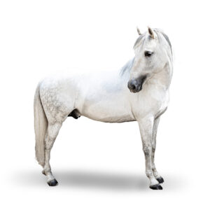 PURE RACE ESPAGNOLE - 2011 - Étalon - robe : gris