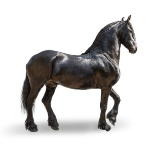 FRISON - 2017 - Étalon - robe : noir