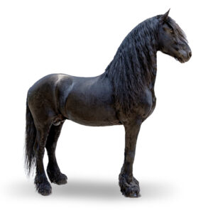 FRISON - 2012 - Étalon - robe : noir