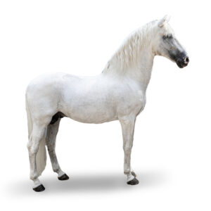 PURE RACE ESPAGNOLE - 2006 - Étalon - robe : gris clair