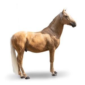 BARBE - 2019 - Étalon - robe : palomino