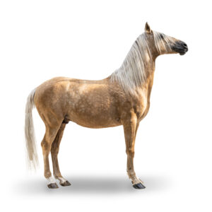 BARBE - 2016 - Étalon - robe : palomino