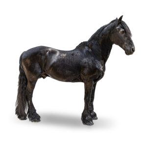 FRISON - 2005 - Étalon - robe : noir