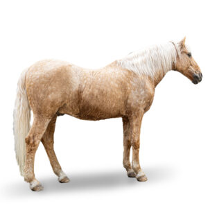 PORTUGAIS - 2003 - Mâle - robe : palomino