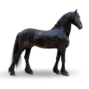 FRISON - 2012 - Étalon - robe : noir