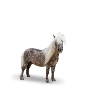 FALABELLA - 2011 - Étalon - robe : gris souris