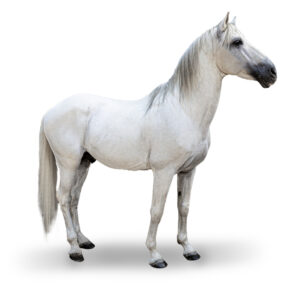 PURE RACE ESPAGNOLE - 2003 - Étalon - robe : gris clair