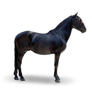 PURE RACE ESPAGNOLE - 2003 - Étalon - robe : noir