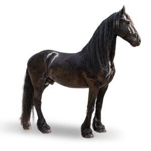 FRISON - 2020 - Étalon - robe : noir