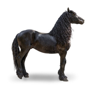 FRISON - 2014 - Étalon - robe : noir
