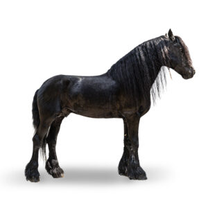 FRISON - 2014 - Étalon - robe : noir