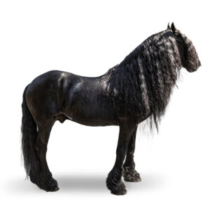 FRISON - 2014 - Étalon - robe : noir