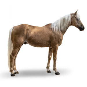 BARBE - 2017 - Étalon - robe : palomino
