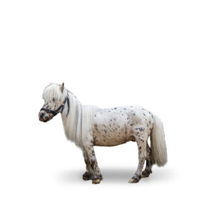FALABELLA - 2008 - Étalon - robe : appaloosa