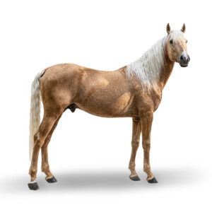 BARBE - 2020 - Étalon - robe : palomino