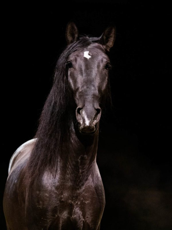 Pure Race Espagnole
