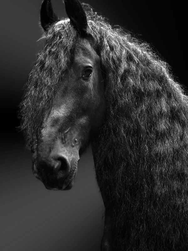 Frison