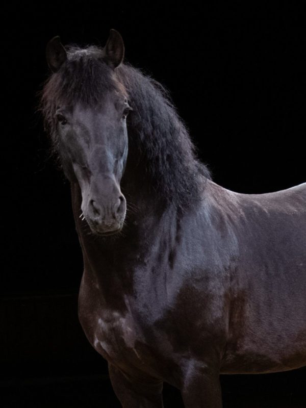 Pure Race Espagnole