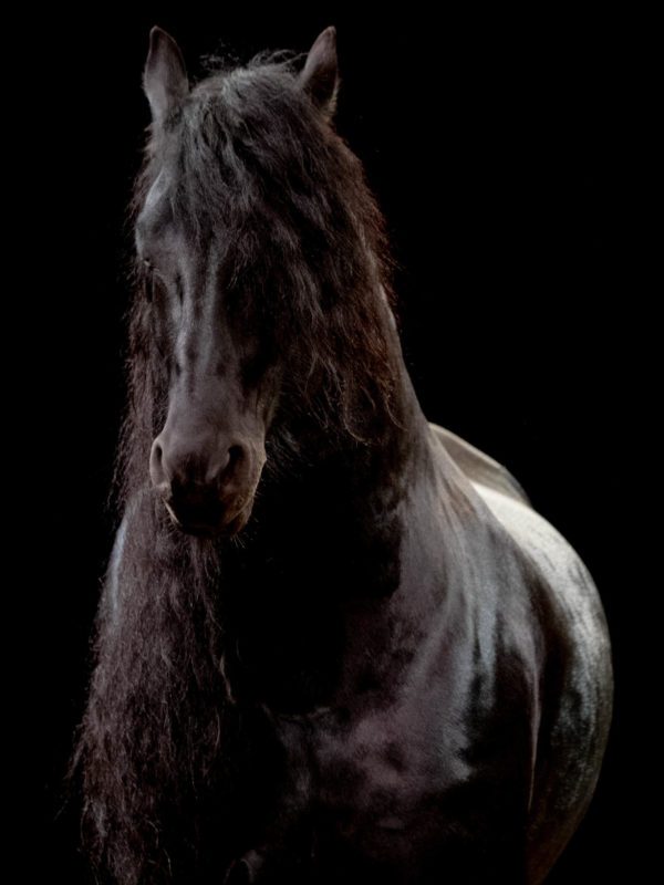 Frison