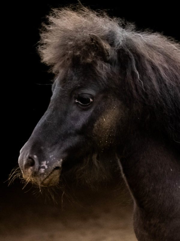 Falabella