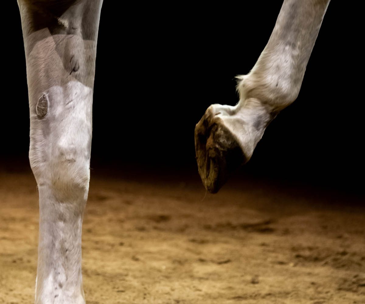 LES FOLIES GRUSS 
ARMAS
Photo :  Olivier Brajon