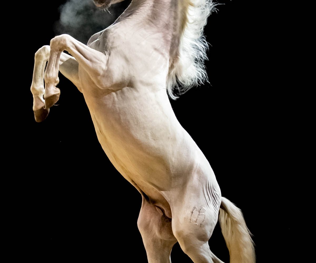 LES FOLIES GRUSS 
ARMAS
Photo :  Olivier Brajon