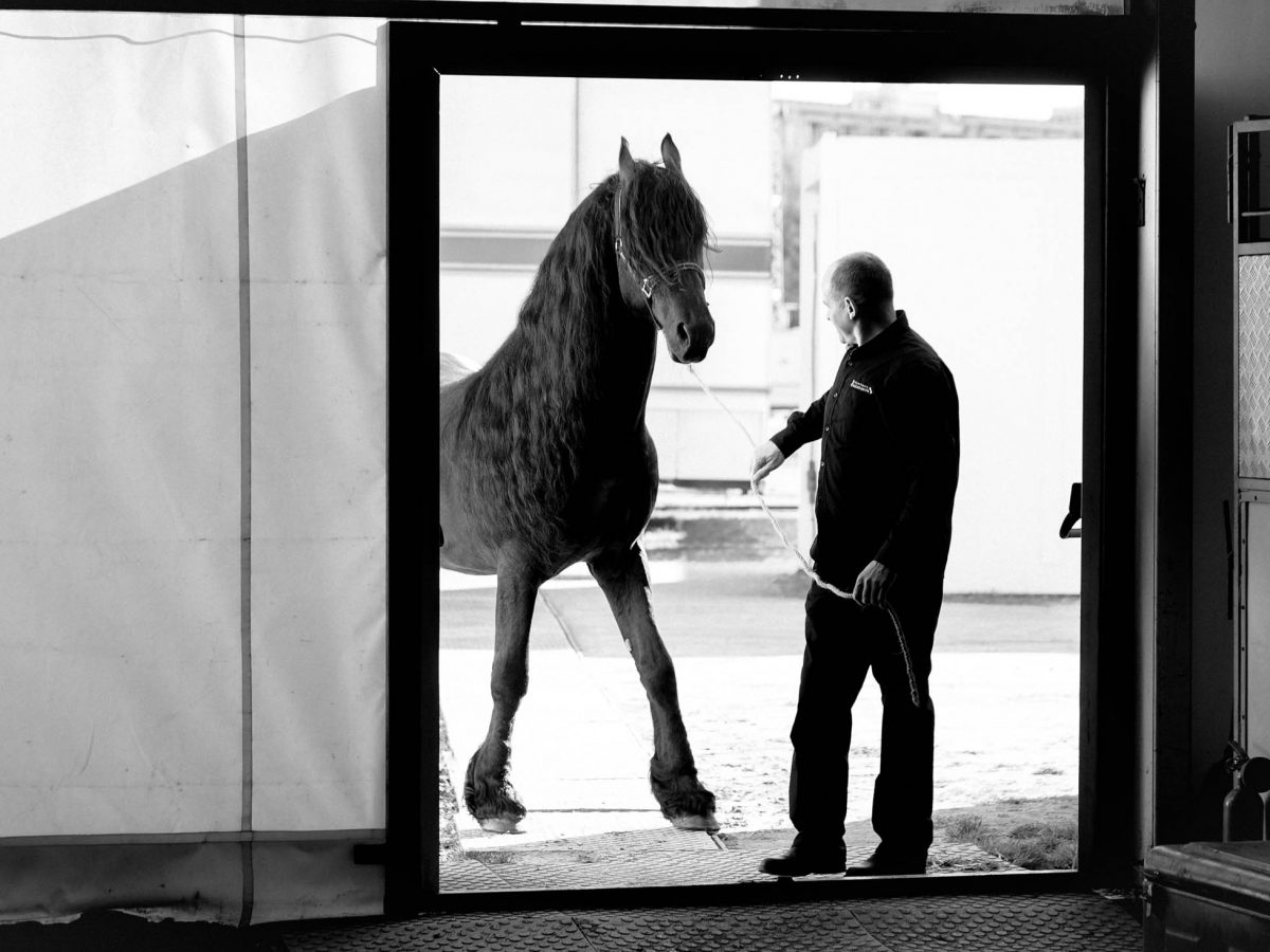 NOS CHEVAUX