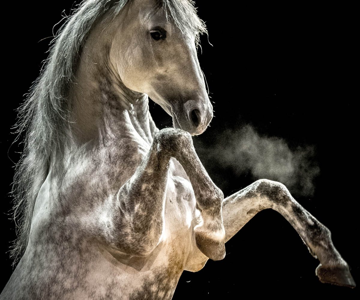 LES FOLIES GRUSS 
GAETO
Photo :  Olivier Brajon