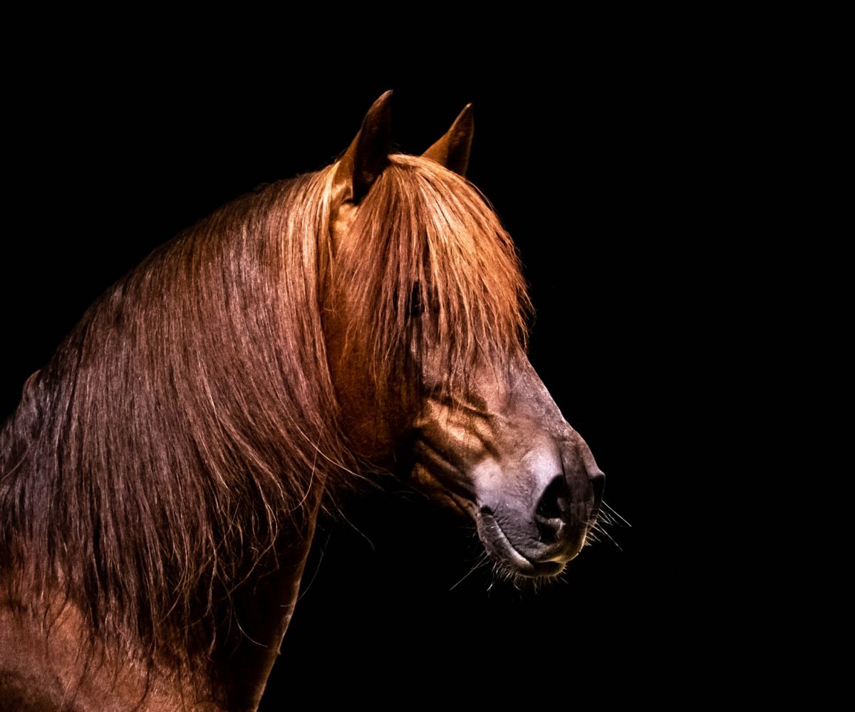 NOS CHEVAUX