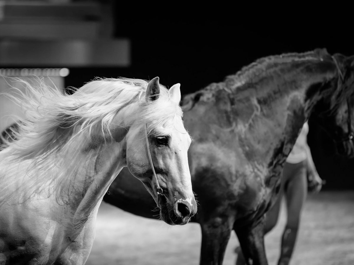 NOS CHEVAUX