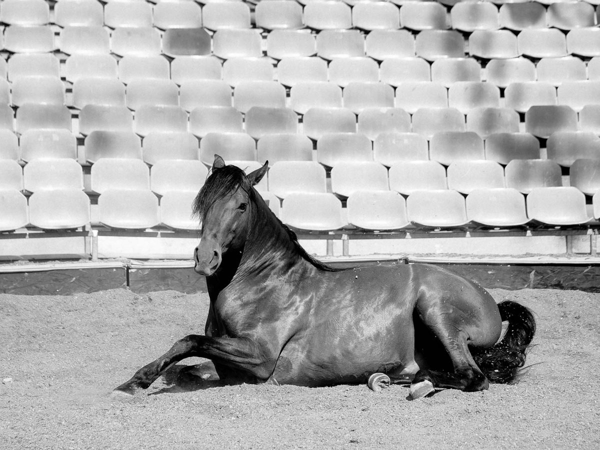 NOS CHEVAUX