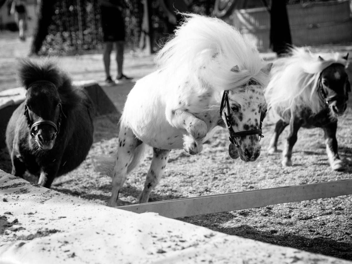 NOS CHEVAUX