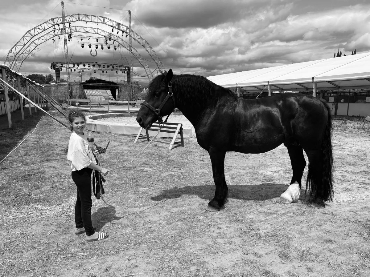 NOS CHEVAUX